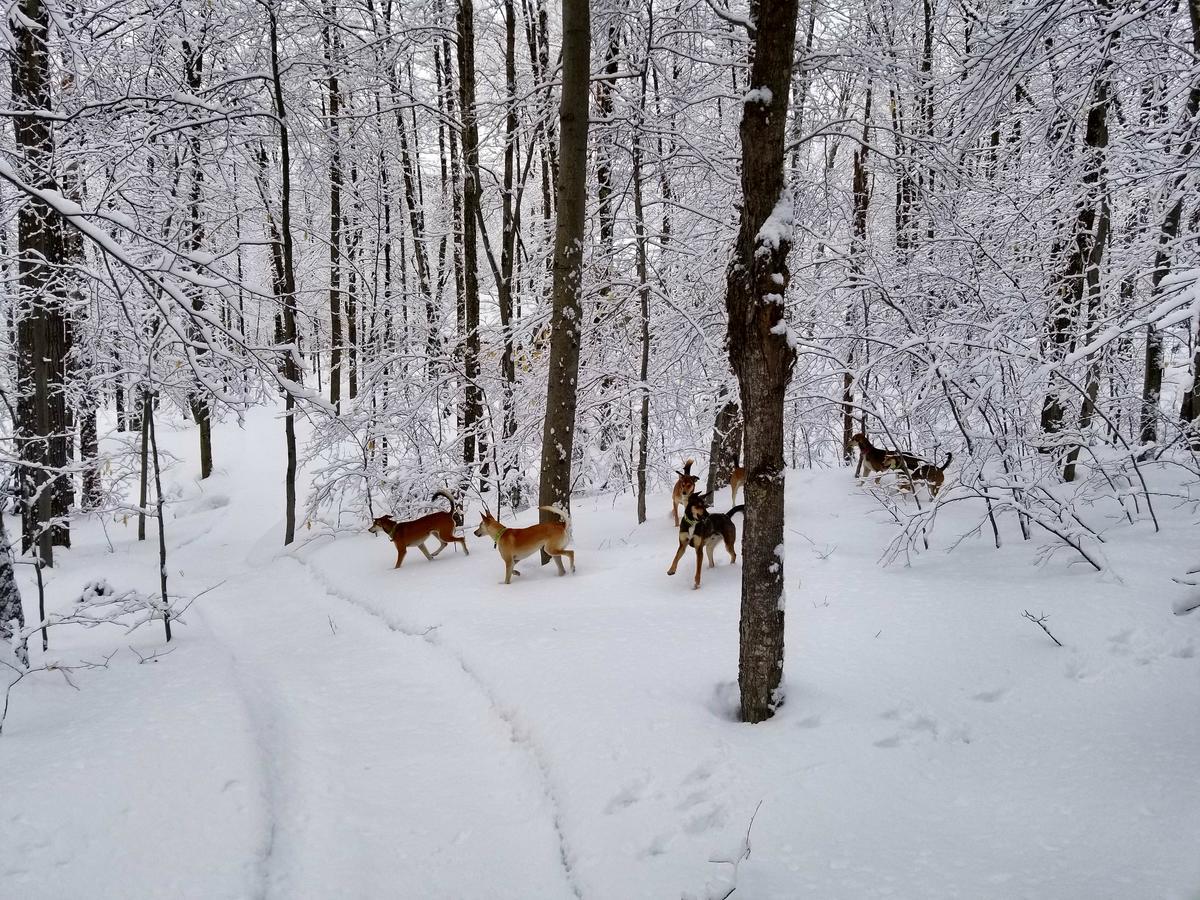 Saint-Jean-des Piles Les Cabines Nordik Des Pilesヴィラ エクステリア 写真